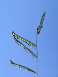Image result for Digitaria swazilandensis