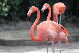 Hialeah Park Racetrack and its Flamingos | MiamiSprings.com | Miami  Springs News and Events