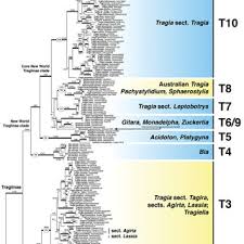 Image result for Tragia grandistipularis