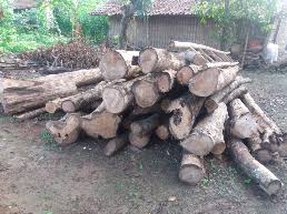 Harga kayu jati perhutani 2021 perkubik log dan olahan. Jual Kayu Jati Gelondongan Nurhakim Ahmad Agromaret