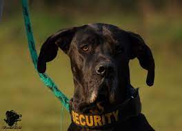 Maybe you would like to learn more about one of these? Boomer Sein Leben Mit Den Malinois Doggen Und Terrier