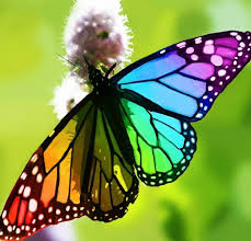 Butterfly photography attracts many photographers who shoot nature. Facebook