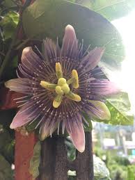 Passionfruit are one of the most bountiful backyard crops, and spring is a good time to get started with planting a new vine or to give one that's already growing a helping as well, keep the surrounding area free of weeds and competing plants, including grass. Anyone Know The Name Saw This At Lowes Only Tag Said Climbing Edition Gardening