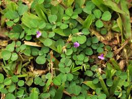 Image result for Grona ramosissima