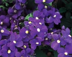 Image result for Nemesia fruticans