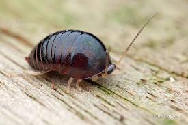 Black And White Striped Spider Texas Pill Cockroach Perisphaerus Sp By Melvynyeo On Deviantart Weird Insects Cockroaches A Bug S Life