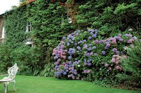Siepi , siepi da giardino , cure siepi , irrigazione programmata. Siepe Decorativa Antivento Antismog Antirumore Passione In Verde