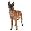 These dog breeds are normally known as german shepherd & siberian husky. 3
