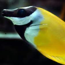 Menerima pesanan pembuatan aquarium dan menyediakan ikan hias. Jual Jual Ikan Hias Aquarium Ikan Hias Air Laut Samadar Cicit Size M Paling Laris Di Lapak Senja Krispi Bukalapak