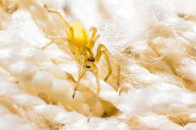 Maybe you would like to learn more about one of these? Poisonous Spiders In Ny Exterminators Serving Albany To Plattsburgh