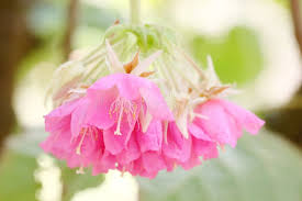 Image result for Dombeya acutangula