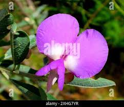 Image result for Podalyria