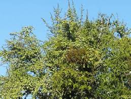 Image result for Viscum congolense