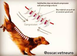 Especialidades Centro Veterinario Causes Of Intervertebral Disc Disorder In Dogs Acute Rupture An Acutely Ruptured Herniated Disc Can Be Caused In An Otherwise Healthy Dog I E One Not Affected By Ivdd