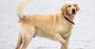 Dogs and puppies cats and kittens horses rabbits birds snakes guinea pigs ducks hamsters chickens rats turtles gerbils ferrets chinchillas goats. Golden Retriever Rescues In Pennsylvania Adopt A Golden Near You Golden Hearts
