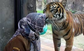 Danau djonge no.22, sawojajar, madyopuro, kecamatan kedungkandang, kabupaten malang, jawa timur 65139. Dibatasi Kaca Tebal Pengunjung Tmsbk Bisa Berpose Dengan Harimau Sumatra Klikpositif Com Media Generasi Positif