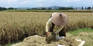 Lembaga politik biasanya adalah lembaga di dalam masyarakat yang berkaitan dalam menangani masalah yang berkaitan dengan tata tertib, aturan dan administrasi tertentu. Anggota Dpr Bulog Harusnya Beli Gabah Petani Sesuai Hpp Merdeka Com