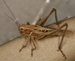 Males and females look similar, but females will have an ovipositor emerging from the rear, around 12 millimetres (0.47 in) long. Brown Spotted Bush Cricket Tessellana Tessellata Bugguide Net