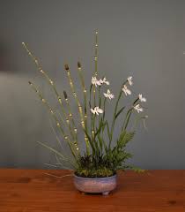 Image result for Habenaria humilior