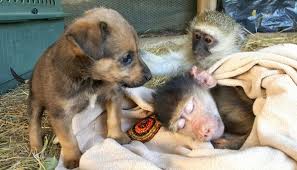 We did not find results for: Orphaned Monkeys And Rescue Puppies Bring Each Other Comfort When They Need It Most Familypet