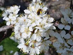 Check spelling or type a new query. Pollination Requirements Cooperative Extension Tree Fruits University Of Maine Cooperative Extension