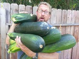 (pick a car you don't need to use for a couple of days.). I Forgot To Pick Zucchini For A Couple Days Imgur