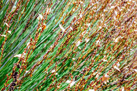 Image result for Restionaceae