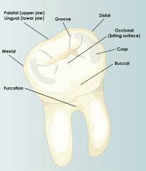 Tooth Anatomy Robert R Goldwin D D S