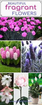 We did not find results for: 20 Best Beautiful Fragrant Flowers In The World Home Gardeners