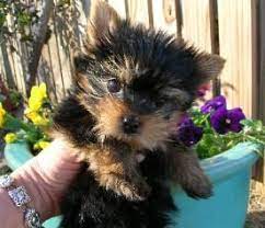 Teacup Yorkie Puppies For Sale In Georgia Yorkie Puppy For Sale Yorkie Puppy Yorkie