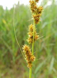 Image result for Carex angolensis