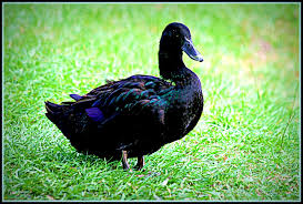 black duck | This is the first time I have seen a solid blac… | Flickr