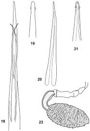 Image result for Brillantaisia oligantha
