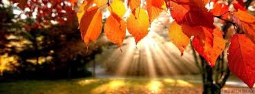 Street sad grumpy cat lies and looks at the falling maple and wild grape leaves. Autumn Leaves In Sunset Facebook Cover