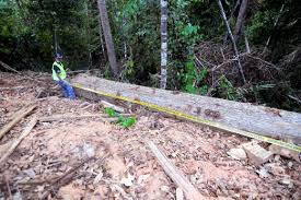 Tinggi di malaysia telah mengalami pelbagai pembangunan pesat seperti pembinaan lebuh raya. Pembalak Terus Rakus Ratah Hutan
