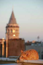 cat and galata tower istanbul ᘡℓvᘠ ღϡ ღ 彡 ڿڰ ℓa ℓa ℓa vshhye niye tue nov 01 2016 gyyay ॐ kedi istanbul resimler