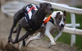 Greyhound rewards has had a facelift. Gone To The Dogs Why The Future Of Greyhound Racing Rests In The Hands Of The Bookies