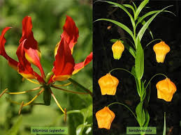 Image result for Colchicaceae