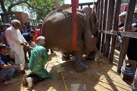 Foreign veterinarians save sick elephant at Pakistani zoo | The Seattle Times