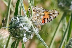 Image result for Acrotome inflata