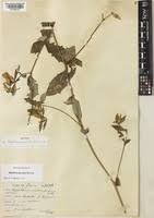 Image result for Blepharis maderaspatensis