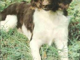 Image result for Malý münsterlandský ohař