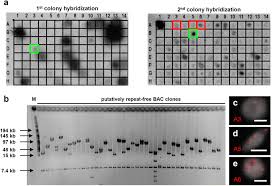 Image result for Genlisea margaretae