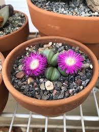 Image result for Achyropsis