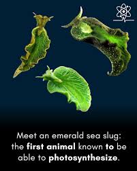 Image result for Isoglossa membranacea