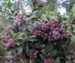 Plants of the world online. Health Benefits Of Andean Berry Health Benefits