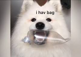I Hav Bag Aww