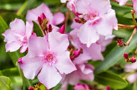 Comment planter un laurier rose ? Taille Du Laurier Rose Quand Et Comment Le Tailler Ctendance Fr