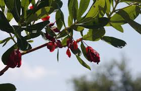 Image result for Terminalia brachystemma