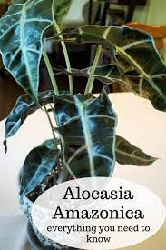 Alocasia Amazonica Everything You Need To Know Alocasia Plant House Plants Indoor Patio Plants